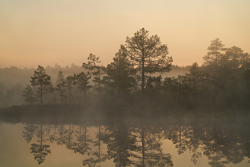 sunrise dawn on the swamp. Reflections of trees in lakes. Sunset, warm light and fog. Viru swamps Estonia