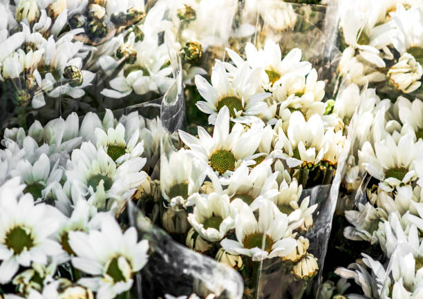 bouquet of White Chrysanthemum flowers