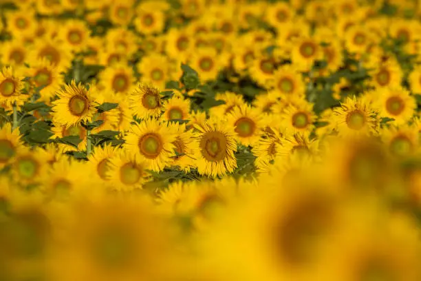 Detail shot of a common sunflower (Helianthus annuus) field.