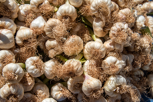Rooted garlic