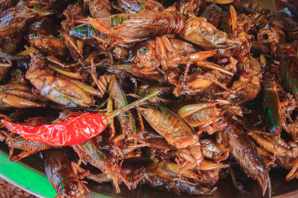 Close up of deep-fried crispy crickets, Cambodian local delicacy and street food