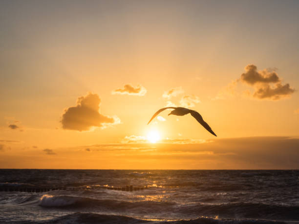 Cтоковое фото Морской пейзаж с летающими чайками