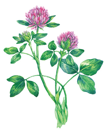 Watercolor herb Red Clover