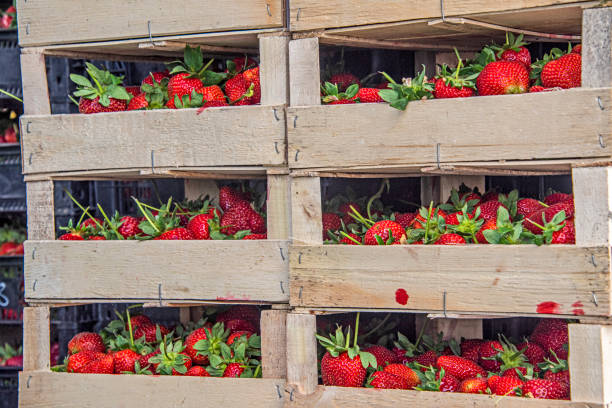 Strawberries stuffed in wooden crates to be sold at the market Strawberries stuffed in wooden crates to be sold at the market tivoli bazaar stock pictures, royalty-free photos & images