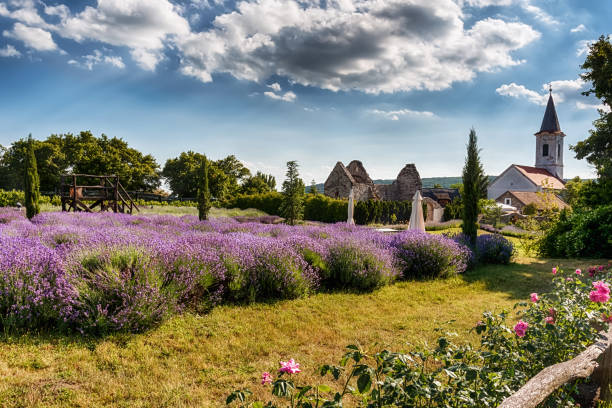Cloudy sky above a blossoming lavender field with a country church in the background.