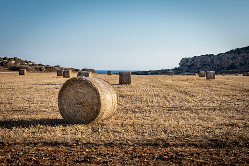 Round bales of hay in the field. Landscape of Cyprus coastline in Cape Greco area.