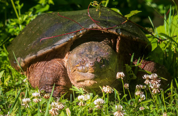 Common snapping turtle with clover stock photo