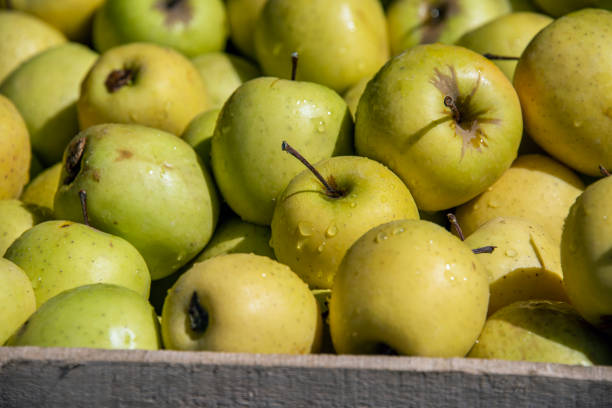 Ripe green apples in wooden case close-up Ripe green apples in wooden case close-up tivoli bazaar stock pictures, royalty-free photos & images