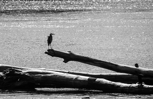 Silhouette of a great blue heron perched on a fallen log in a river