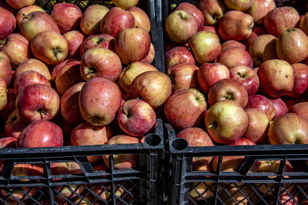 Red apples in the basket Red apples in the basket tivoli bazaar stock pictures, royalty-free photos & images