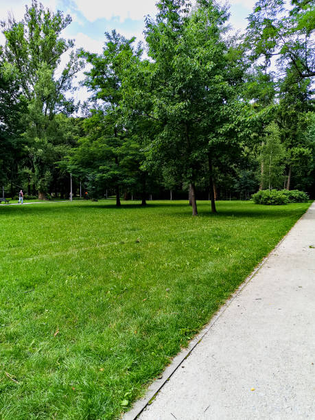 istock Long stony and sandy path in park full of high green trees 1407342129