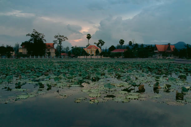 istock Lotus Pond in a Park 1407342139