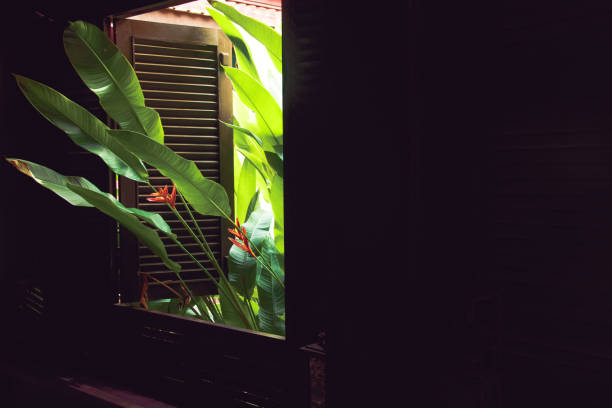 Strelitzia leaves peeking inside a french window stock photo