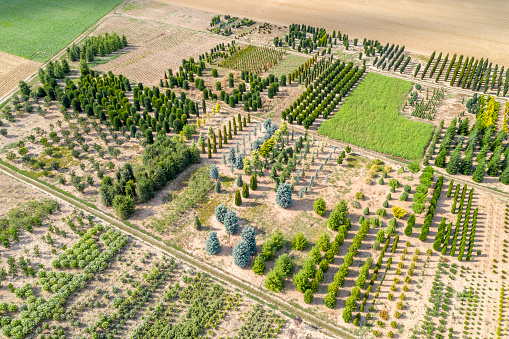 Tree farm viewed from above, different varieties of trees, forest nursery products, tree saplings.