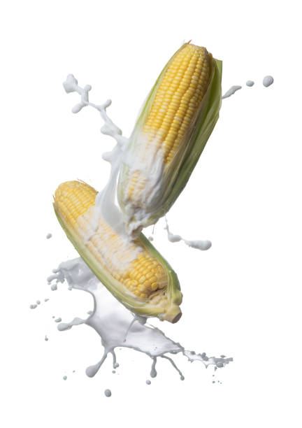 Fresh corn with milk splash flying on air isolated on white background