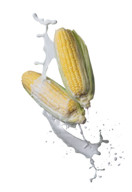 Fresh corn with milk splash flying on air isolated on white background