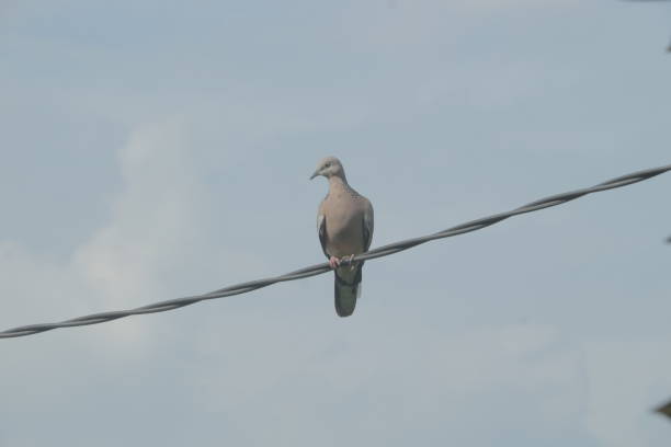 istock Ordinary turtledove is a kind of small dove that has a beak 1407345740