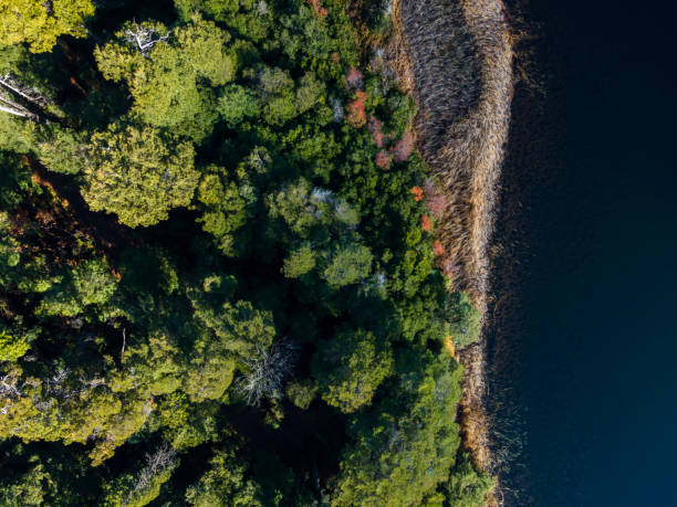 istock Aerial landscape with lake and trees 1407347191