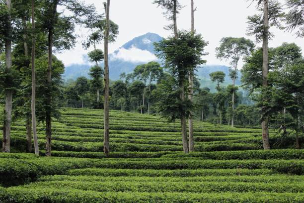 istock the tea plantation under the mountain 1407347232
