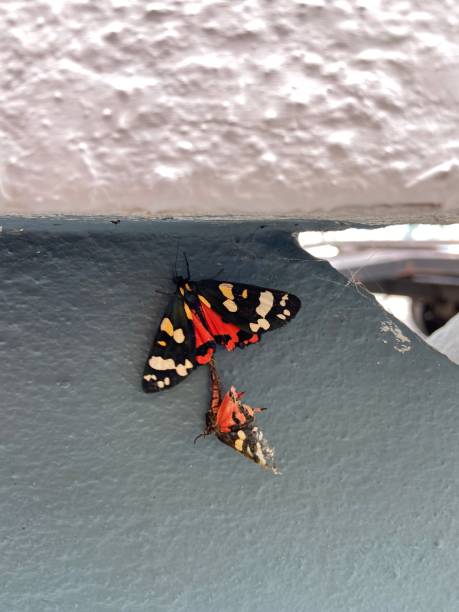 istock scarlet tiger moth mating red white and black UK moth 1407347855