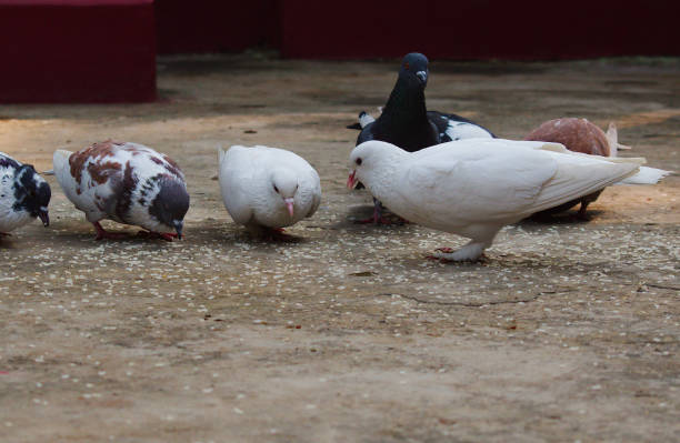Pigeon looking for food in a village