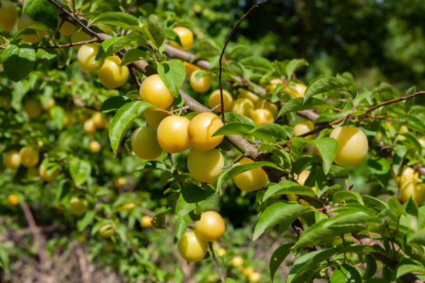 A Bunch of Ripe Yellow Plums on a Tree.