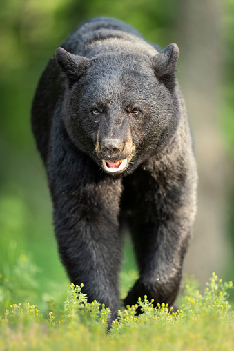 A black bear (Ursus americanus) walks through the boreal forest.