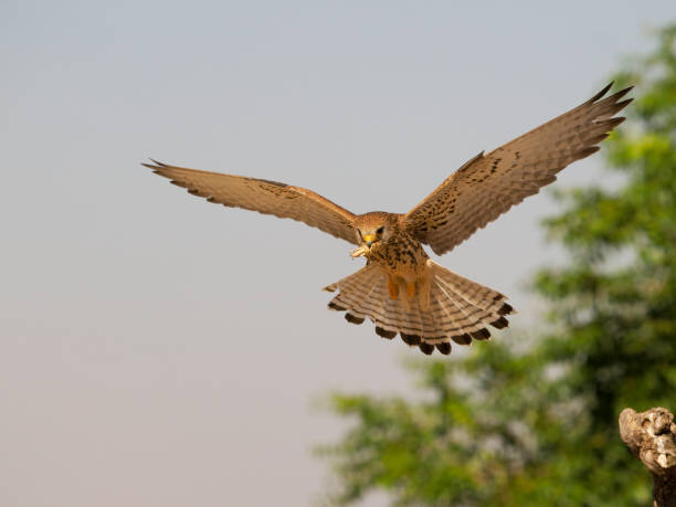 istock Lesser kestrel, Falco naumanni, 1407351438