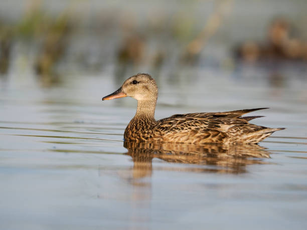istock Mallard, Anas platyrhynchos 1407351469