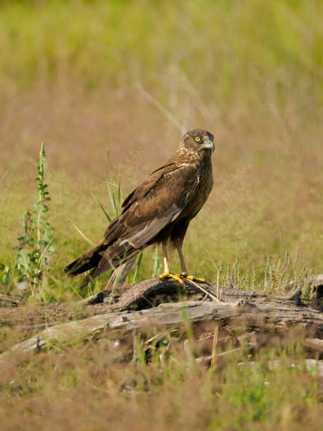 istock Marsh harrier, Circus aeruginosus 1407351491