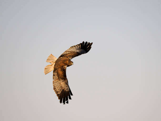 istock Marsh harrier, Circus aeruginosus 1407351517