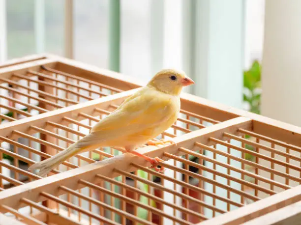 Photo of Young male Curious orange canary looks straight sitting on a cag
