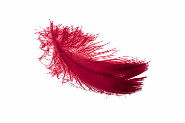 istock red goose feather on a white isolated background 1407354105