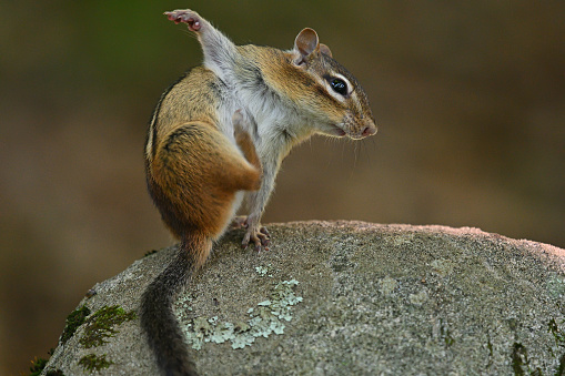 Eastern chipmunk on rock, contorting itself to scratch an itch. Taken in Connecticut's rural northwest hills.