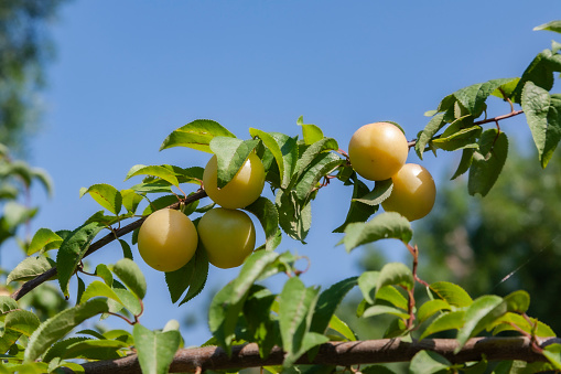 Photography on theme beautiful fruit branch plum tree with natural leaves under clean sky, photo consisting of fruit branch plum tree outdoors in rural, floral fruit branch plum tree in big garden