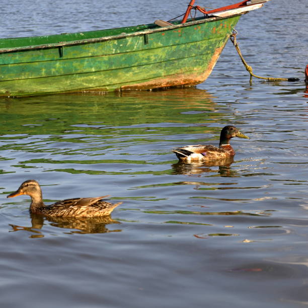 istock An old boat, lake, pond, swimming wild ducks 1407355821