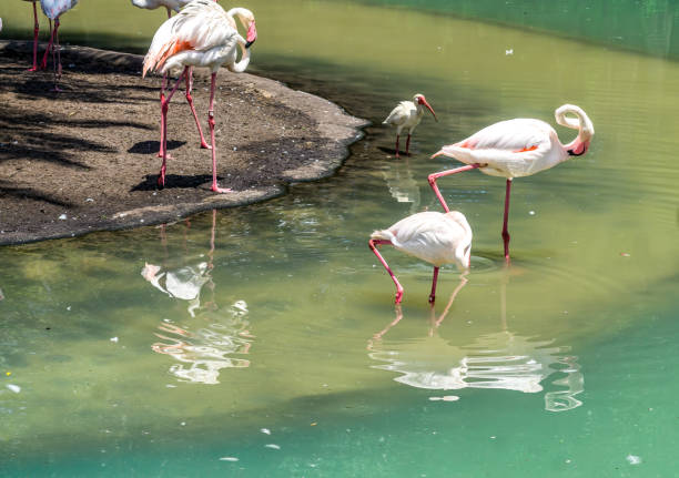 istock White Flamingoes Flock 2 1407355932