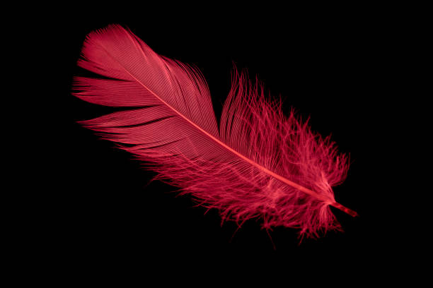 istock a red goose feather on a black isolated background 1407355936