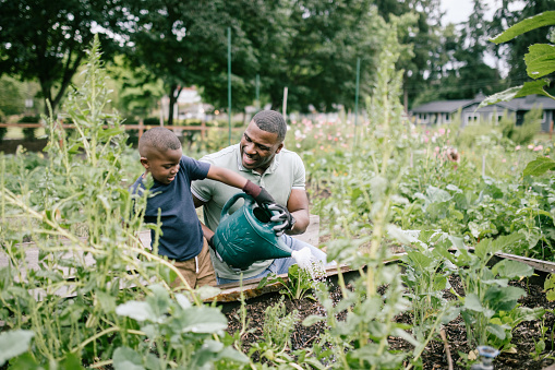 An African American father teaches his boy about caring for the earth in a community vegetable garden.  They water some plants with a plastic watering can.  A time of relationship building and education.