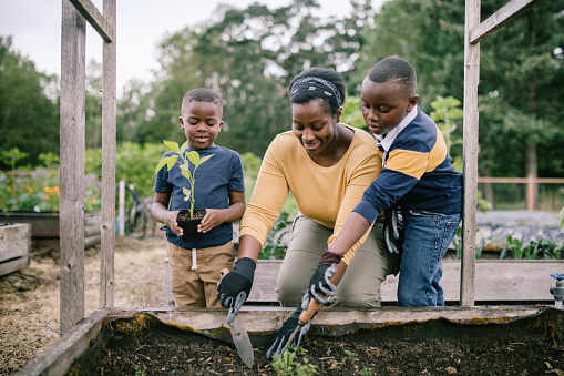 An African American mother with two boys teaches them about caring for the earth in a community vegetable garden.  They work to plant a small pepper start.  A time of relationship building and education.