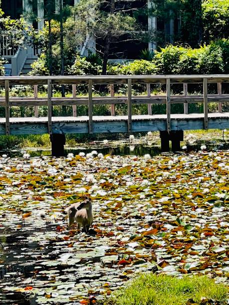 istock Single young whitetail deer in lily pond 1407356643