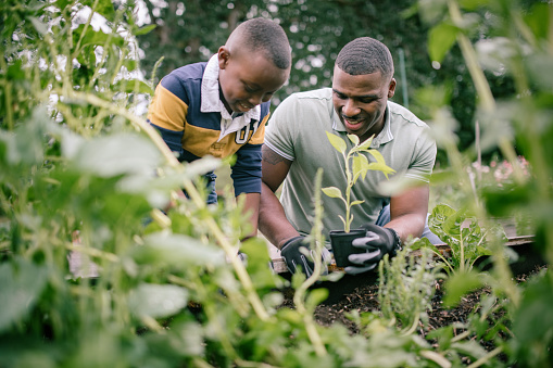 An African American father teaches his boy about caring for the earth in a community vegetable garden.  A time of relationship building and education.