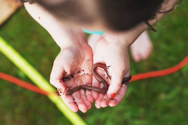 A five year old girl holds a very large earthworm dug from her backyard garden.