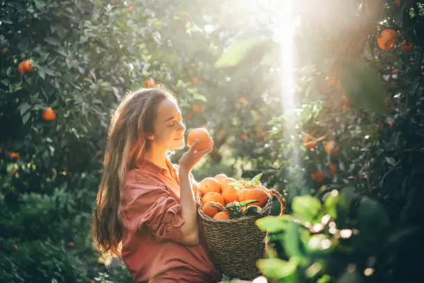 Smiling curly haired woman with basket picking oranges in the garden.