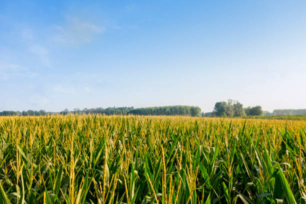 istock corn field in the Italian countryside 1407358170