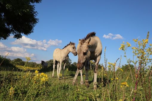 Two young konik horses