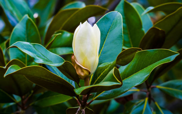 bud de magnólia evergreen entre folhas verdes de perto - evergreen magnolia - fotografias e filmes do acervo