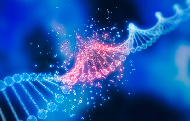 il dna  - dna helix molecular structure chromosome foto e immagini stock