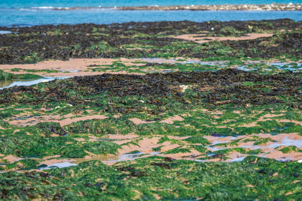 istock Rock pool at low tide at Botany Bay in Broadstairs, Kent, England 1407360029