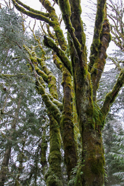 istock Mossy tree Fresh snow fall In Olympic National park 1407360090
